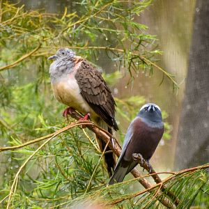 Bar-shouldered Dove and White-browed Woodswallow