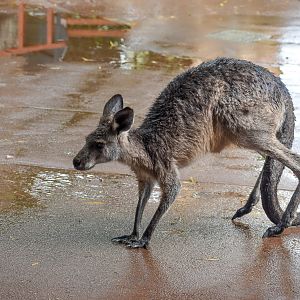 Eastern Grey Kangaroo