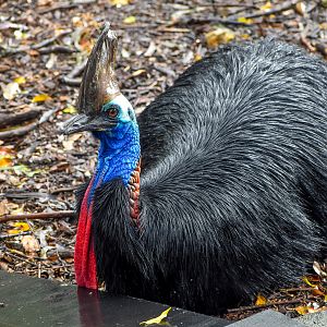 Southern Cassowary