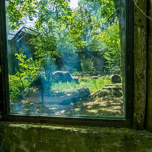 Brown Bear enclosure