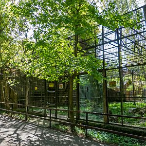 Jaguar enclosure No 1