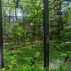 enclosure of caucasian lynx