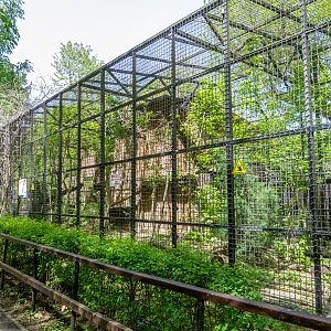 enclosure of cougar