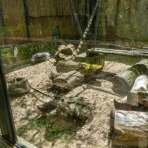 enclosure of porcupine and banded mongoose