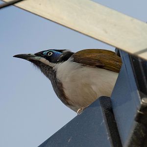 Blue-faced Honeyeater