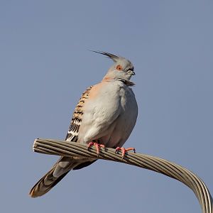 Crested Pigeon