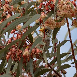 Yellow-throated Miner
