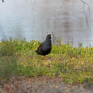 Black-tailed Native Hen
