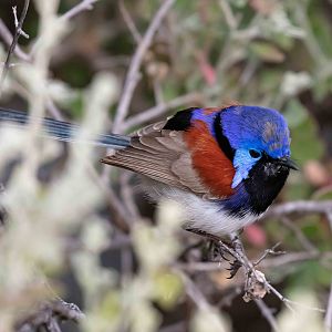Purple-backed Fairy Wren