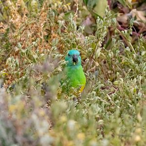 Red-rumped Parrot