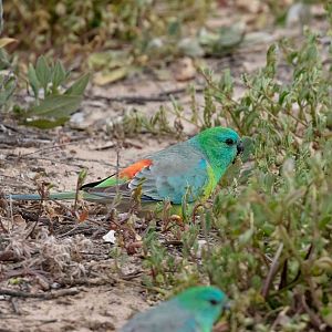 Red-rumped Parrot