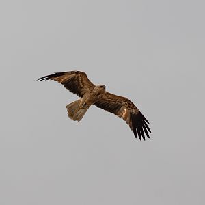 Whistling Kite