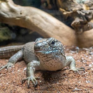 Southeastern Girdled Lizard / Zonosaurus maximus