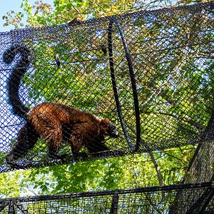 red ruffed lemur