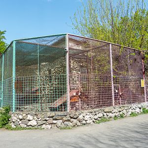 enclosure of pheasant and chicken