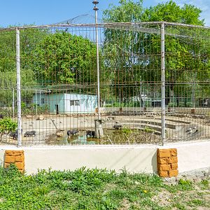 enclosure of Vietnamese pot-bellied