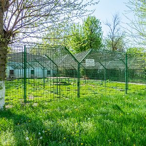 Enclosure of lions No 1