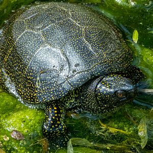 European Pond turtle / Emys orbicularis