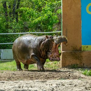 Hippo / Hippopotamus amphibius