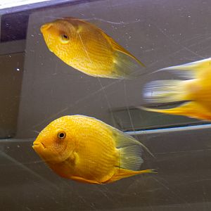 Heros efasciatus "gold"