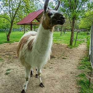 Llama / Lama glama