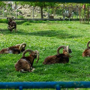 Moufflon / Ovis gmellini
