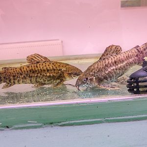 Megalechis thoracata