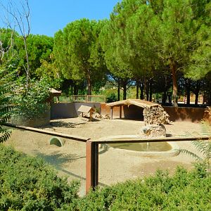 Indian Porcupine Enclosure