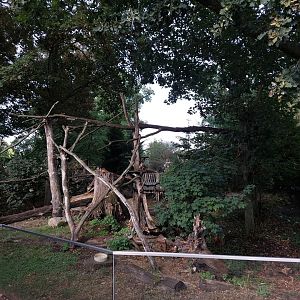 White-nosed coati exhibit