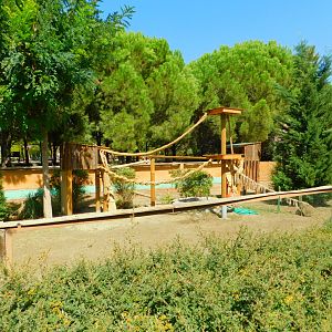 South American Coatimundi Enclosure