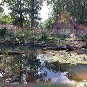 Vechtehof - European pond turtle