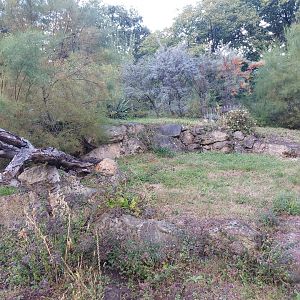 Yellow mongoose & meerkat exhibit