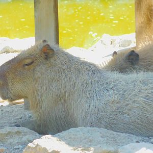 Capybara