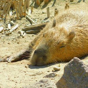 Capybara