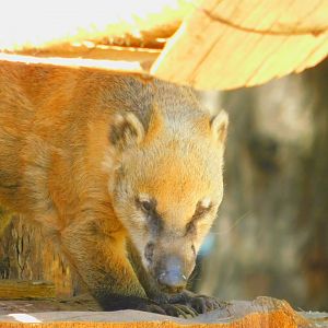 South American Coatimundi