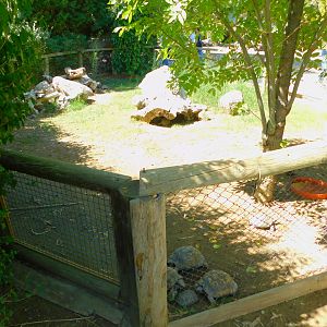 Tortoise enclosure