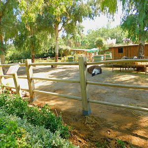 Llamas and Miniature Horses