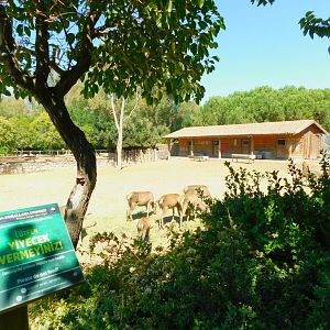 Part of red deer enclosure