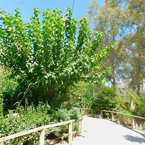 Inside the Walkthrough Aviary