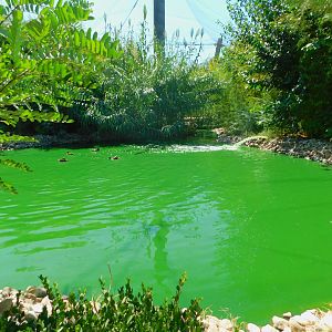 Inside the Walkthrough Aviary