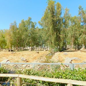 Spotted Hyena Enclosure