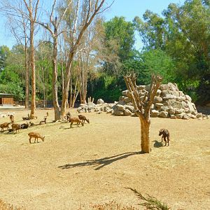 Wild Goat Enclosure