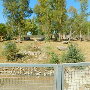 Brown Bear Enclosure