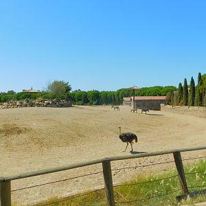 Part of African Savanna