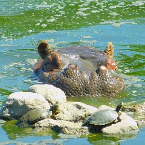Basking Under the Sun