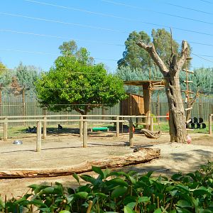 Ring-Tailed Lemur Enclosure