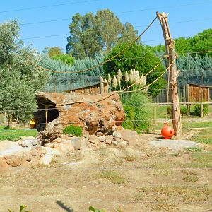 Ring-Tailed Lemur Enclosure