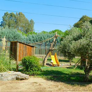 Ring-Tailed Lemur Enclosure