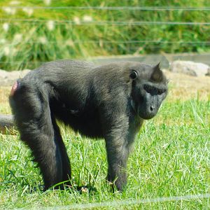 Crested Macaque