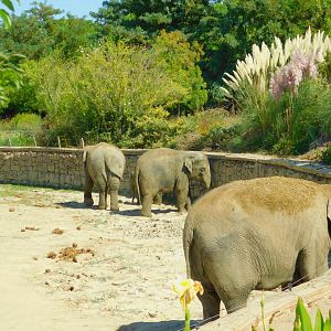 The Female Elephants (plus the calf who still isn’t confirmed in Turkey)